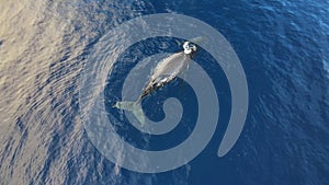 A Humpback whale calf rolls and frolics over mom with a male escort close by.