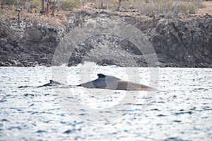 A Humpback Whale and calf surface off Isla Sante Fe in the Galapagos Islands