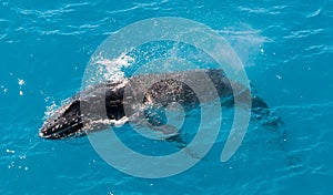 Humpback whale calf surfacing, Kimberley coast, Australia