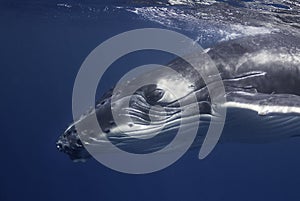 Humpback Whale Calf photo