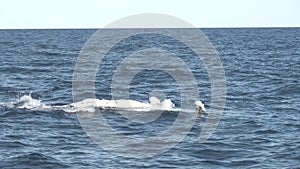 a humpback whale calf swims on its back at merimbula