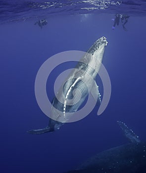 Humpback Whale Calf photo