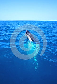 Humpback whale in clear blue water