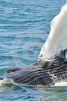 Humpback Whale Close Up Pleats and Eye