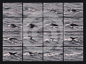 A Humpback Whale Collage as It Begins Its Sounding Dive
