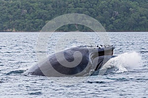 Humpback whale crashes to the surface of the ocean after breaching