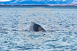 Humpback Whale , Dalvik Icelan