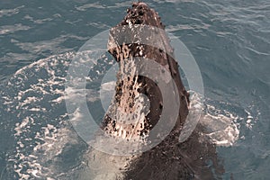 Humpback Whale displaying there skills to tourist during a whale watching trip at Hervey Bay, Queensland. Australia