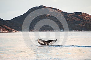 Humpback whale dives showing the tail in Greenland