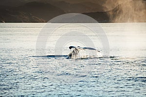 Humpback whale dives showing the tail in Greenland