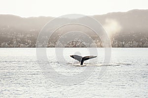 Humpback whale dives showing the tail, Greenland