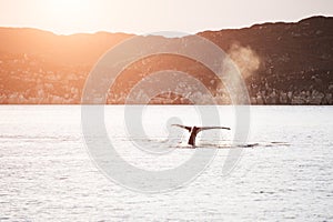 Humpback whale dives and shows the tail in Greenland