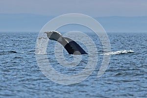 A humpback whale dives into the waters