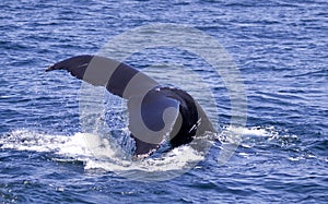 Humpback whale diving