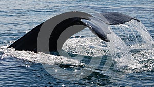 Humpback whale diving