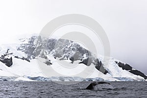 Humpback Whale diving, Antarctica