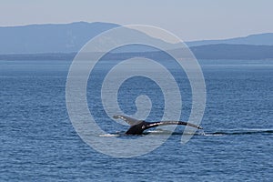 Humpback whale diving down