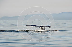 Humpback whale diving down with tail showing above the water