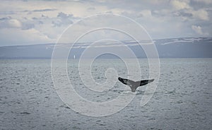 Humpback Whale diving with a fjord on the background