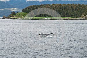 Humpback whale diving in front of the trees