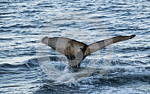Humpback whale diving, photo