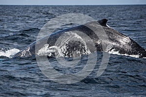 Humpback Whale Dorsal Fin