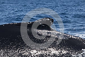 Humpback Whale Dorsal Fin