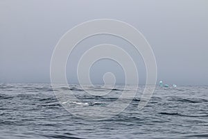 A humpback whale early on in whaling season in northern newfoundland