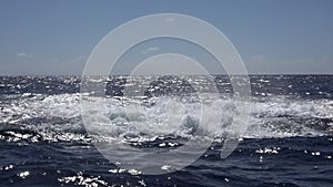 Humpback whale emerges from water and rotated above water surface in ocean.