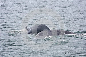 Humpback Whale Emerging in the Alaskan Sea