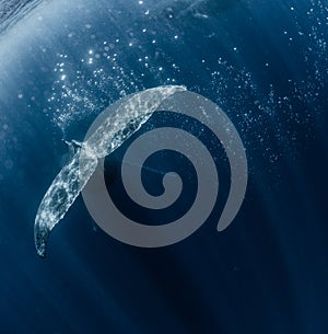 Humpback Whale`s tailfin and bubbles photo