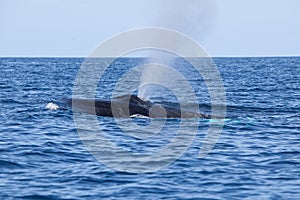 Humpback Whale Exhales at Surface of Caribbean