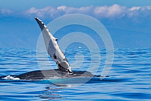 Humpback whale extending pectoral fin. leisurely swimming.