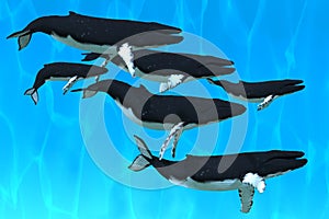 Humpback Whale Family