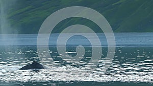 Humpback whale family breathing under water. Big fin whale exploring the underwater world, circling on the ocean, and