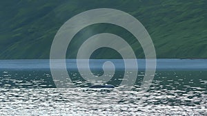 Humpback whale family diving under water. Big fin whale exploring the underwater world, circling on the ocean, and