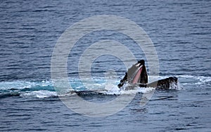 Humpback Whale Feeding