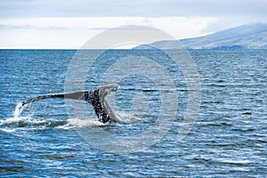 Humpback Whale Feeding in Eyjafjordur