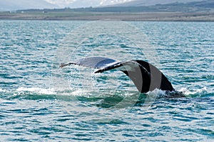 Humpback Whale Feeding in EyjafjÃ¶rÃ°ur