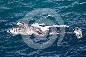 Humpback Whale feeding