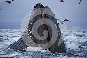 Humpback Whale Feeding photo