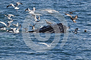 Humpback whale feeding with sea gulls