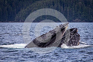 A Humpback whale feeds in South East Alaska