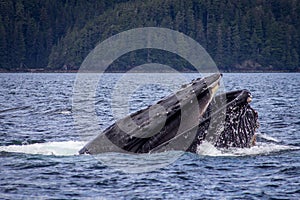 A Humpback whale feeds in South East Alaska photo