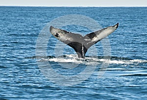 Humpback whale fin photo