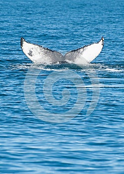 Humpback whale fin