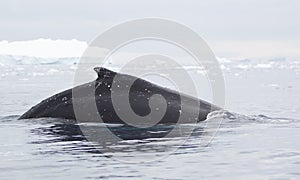 Humpback Whale Fin