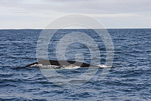 Humpback Whale Fin