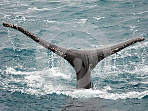 Humpback whale fin