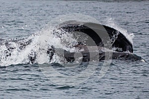 A humpback whale fishing for mackerel